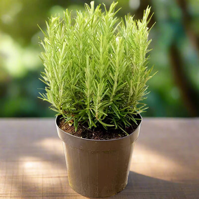 Rosemary Herb