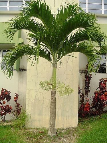 Royal Palm, Roystonia Regia