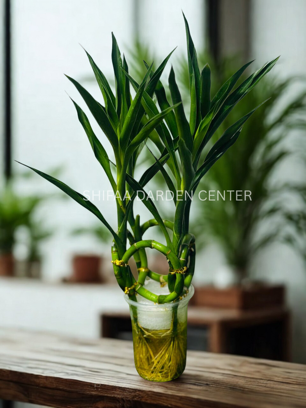 Lucky Bamboo Spiral Stick Shape