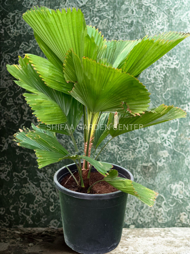 نخل بادبزن دار (Licuala Grandis)