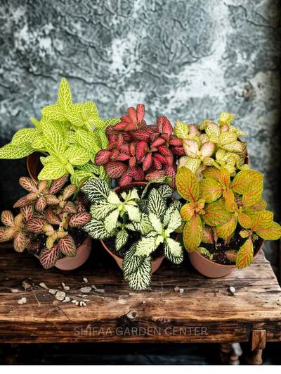 Fittonia Mix Colour