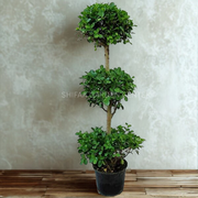 Ficus Diversifolia Three Heads