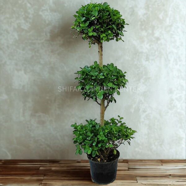 Ficus Diversifolia Three Heads
