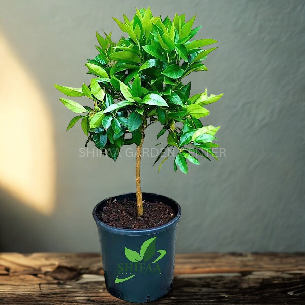 Citrus sinensis Moro, Blood Orange Tree