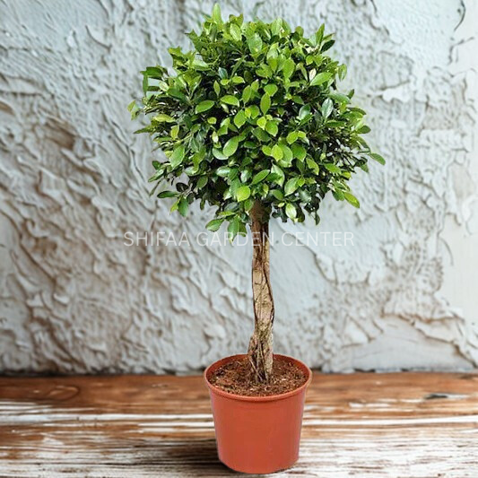 Ficus Diversifolia Single Head