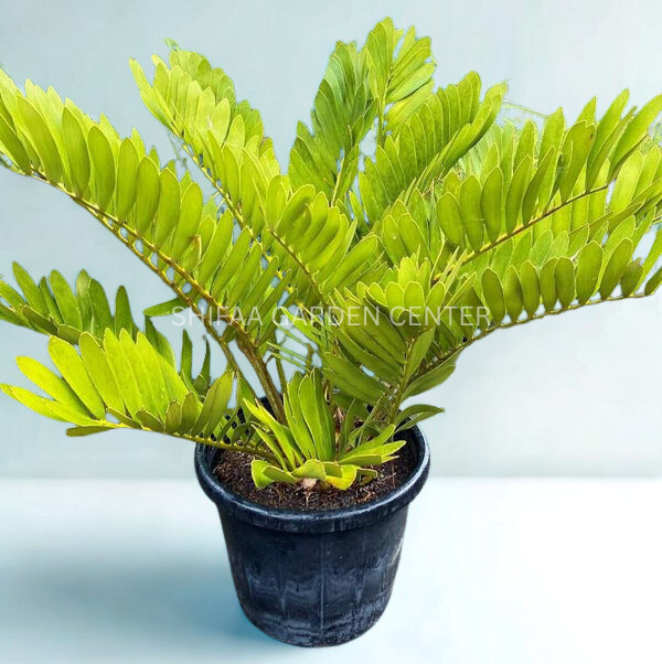 Cardboard Palm, Zamia Furfuracea