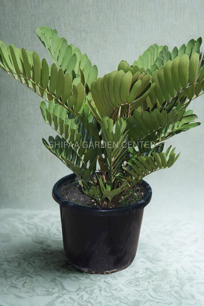Cardboard Palm, Zamia Furfuracea
