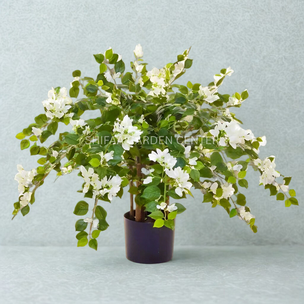 Bougainvillea Glabra White