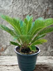 Cycas Revoluta