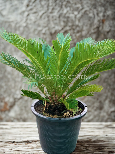 Cycas Revoluta