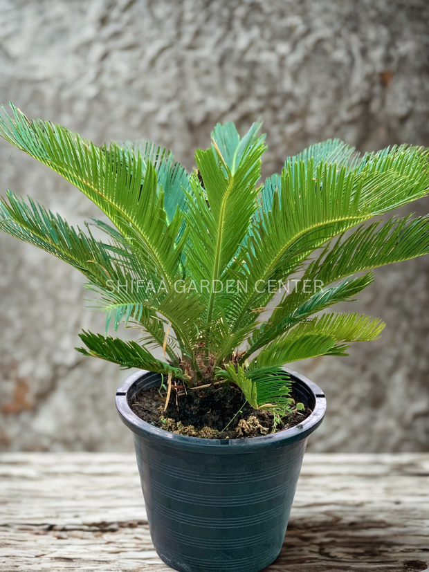 Cycas Revoluta