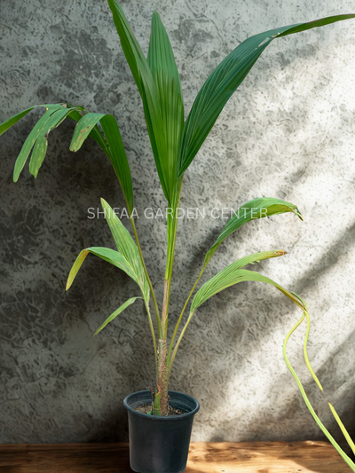 نخل نارگیل، Cocos Nucifera