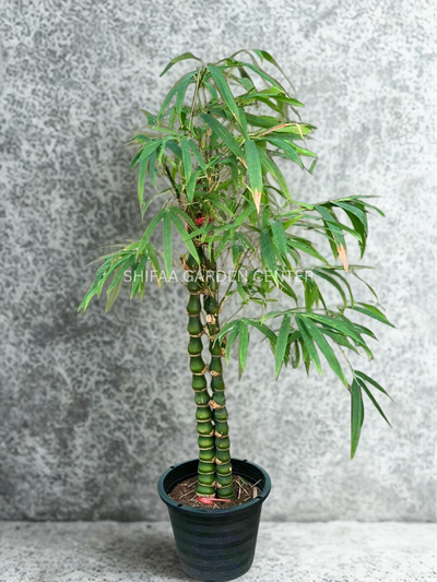 Bambusa Ventricosa