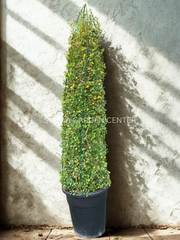 Ehretia Cone Shape “Ehretia Microphylla
