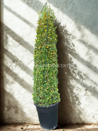 Ehretia Cone Shape “Ehretia Microphylla
