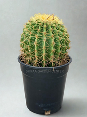 Golden Barrel Cactus