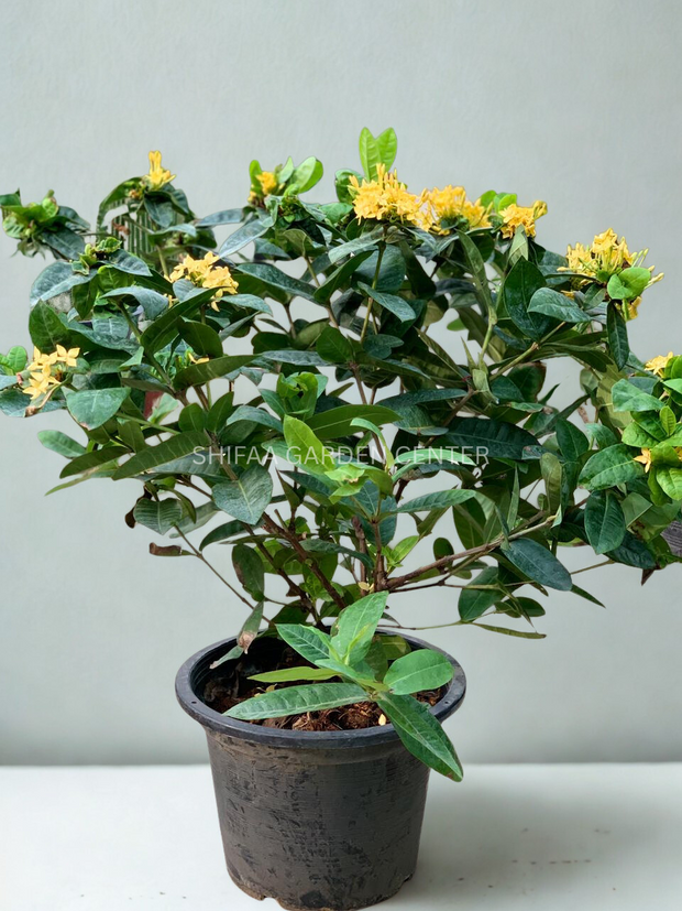 Ixora Coccinea زرد