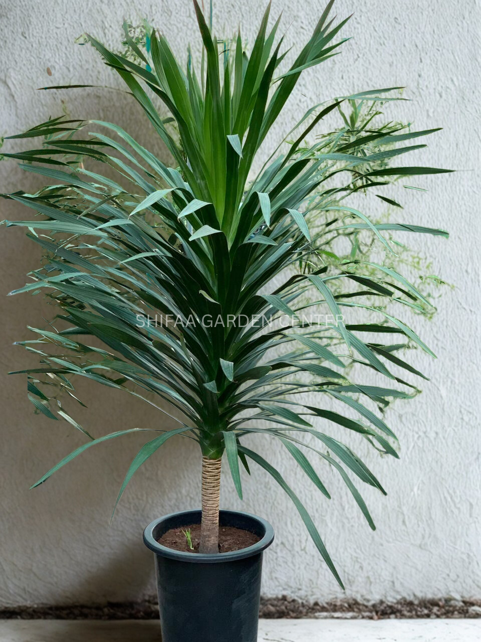 dracaena arborea common name Dracaena Arborea – SHIFAA GARDEN CENTER