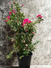 Bougainvillea Red