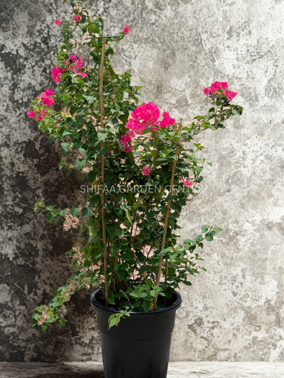 Bougainvillea Red