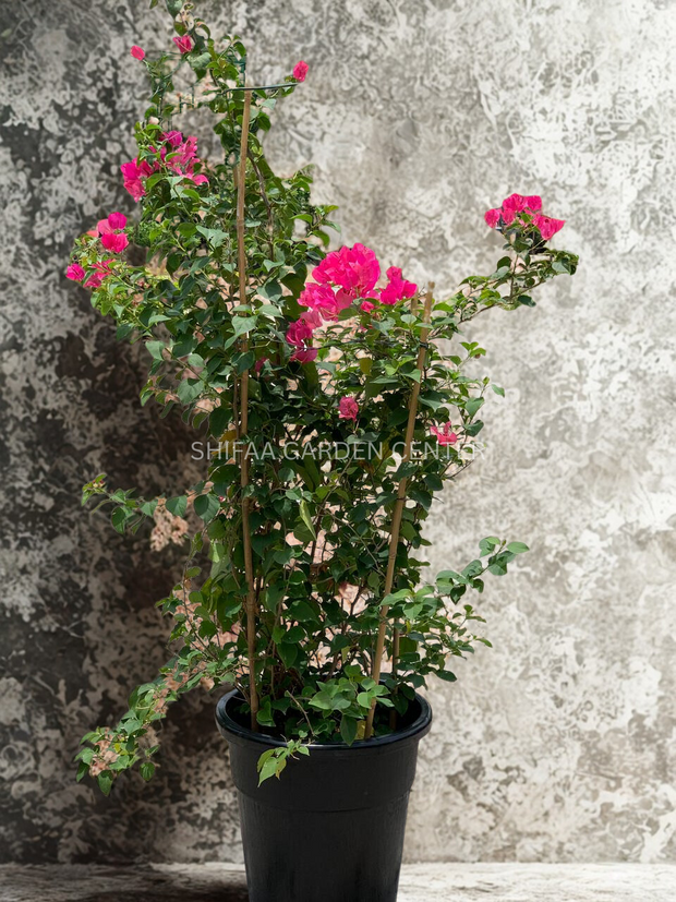 Bougainvillea Red