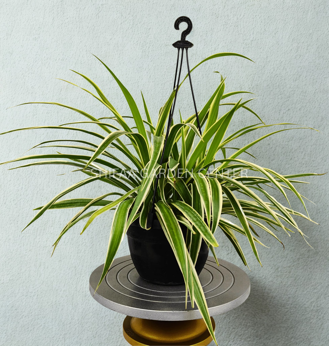 hang spider plant Chlorophytum Comosum (Spider Hanging Plant) – SHIFAA GARDEN CENTER