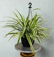 Chlorophytum Comosum (Spider Hanging Plant)