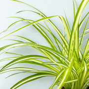 Chlorophytum Comosum (Spider Hanging Plant)