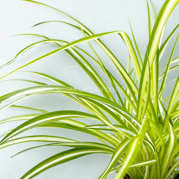 Chlorophytum Comosum (Spider Hanging Plant)