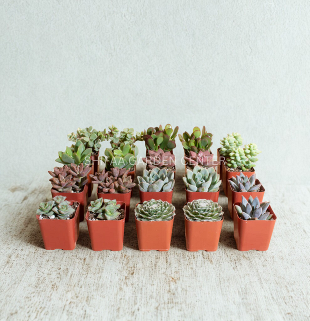 Mini succulents "Per Piece" Holland