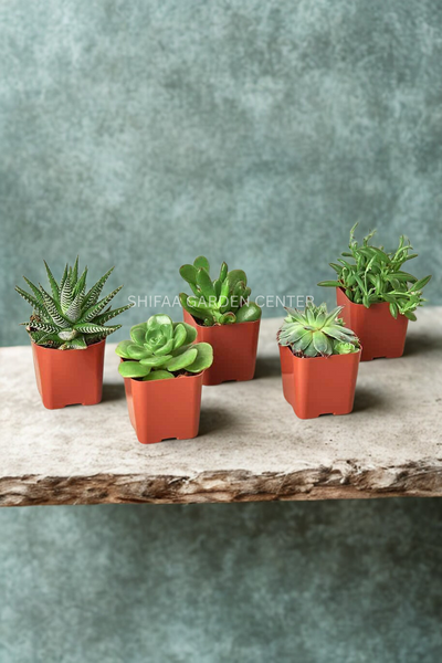 Mini succulents "Per Piece" Holland
