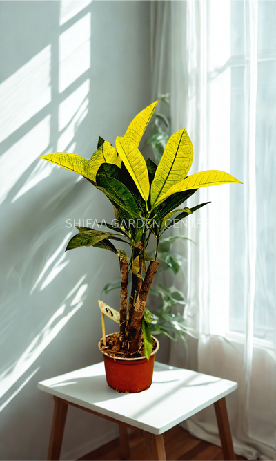 Croton (30cm)