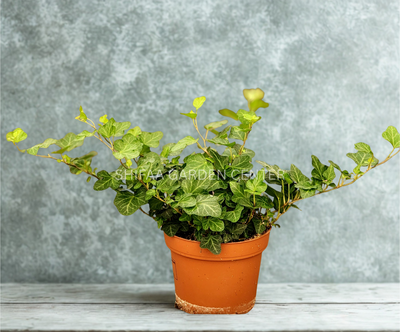 Hedera Helix 'English Ivy'