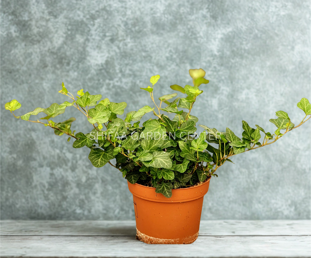 Hedera Helix 'English Ivy'