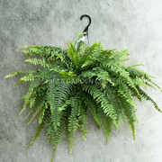 Nephrolepis exaltata (Hanging Plant)
