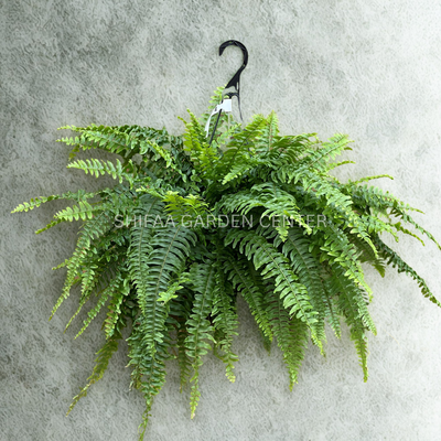 Nephrolepis exaltata (Hanging Plant)