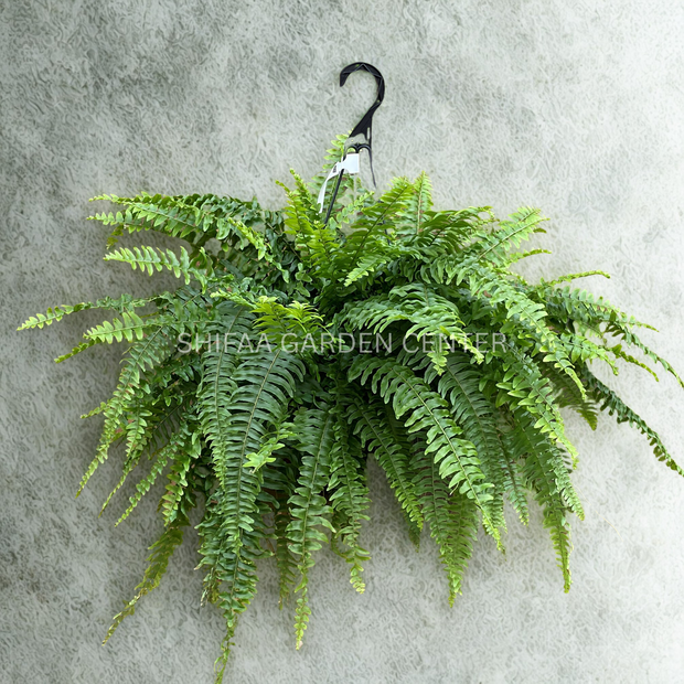 Nephrolepis exaltata (Hanging Plant)
