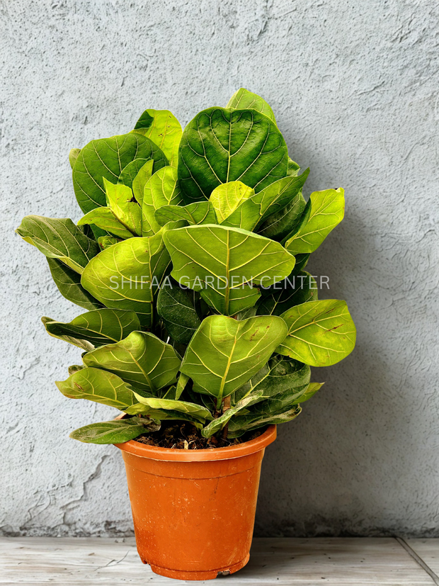 Ficus Lyrata Fiddle Leaf