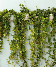 English Ivy (Hedera helix)