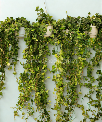 English Ivy (Hedera helix)