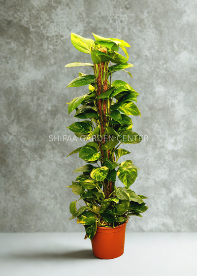 Money Plant In Moss