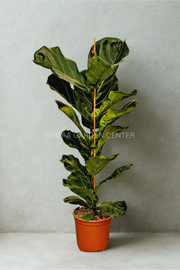 Ficus Lyrata Single Head (Holland)