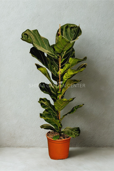 Ficus Lyrata Single Head (Holland)