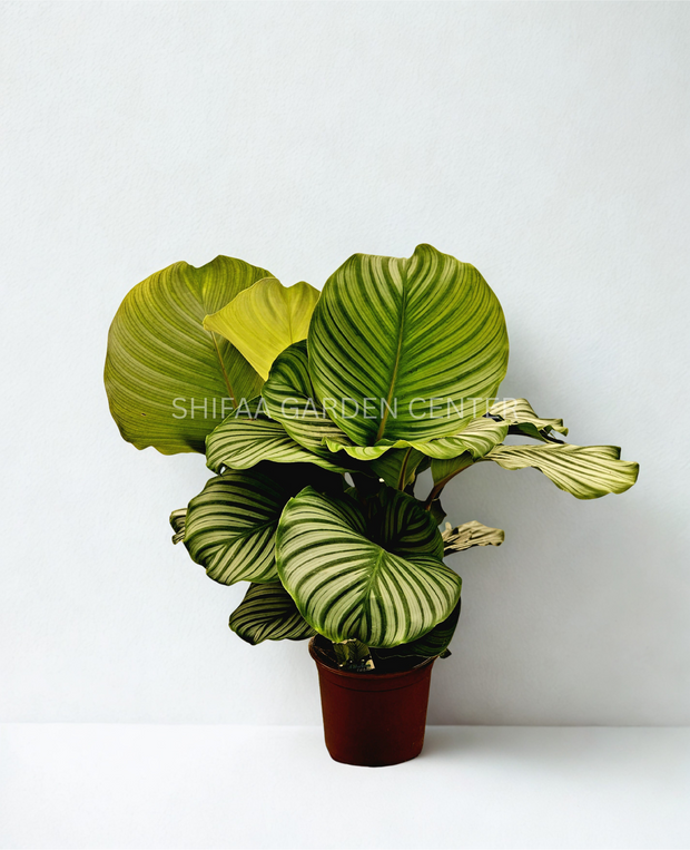 Calathea Orbifolia