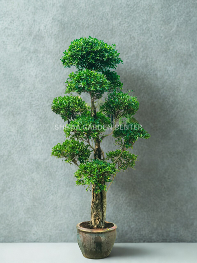 Bougainvillea Multi Head