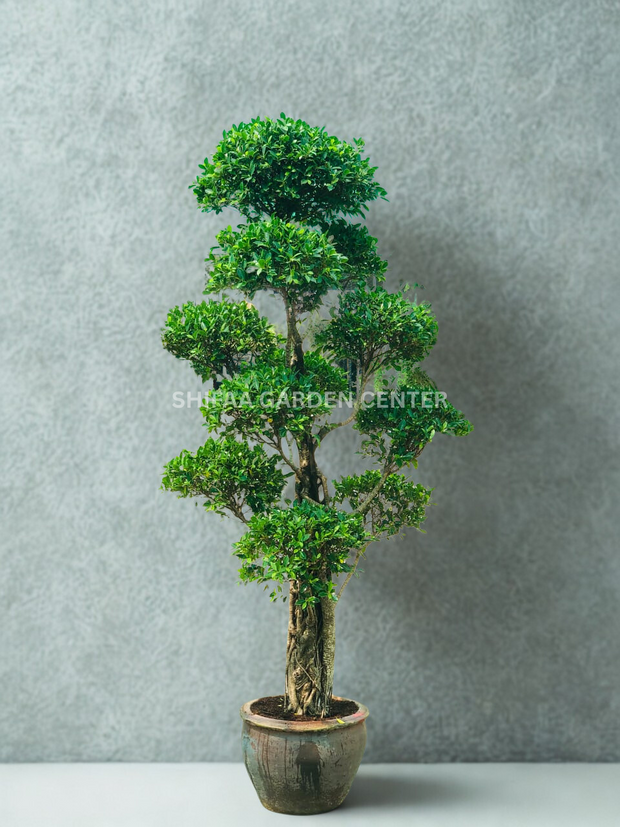 Bougainvillea Multi Head