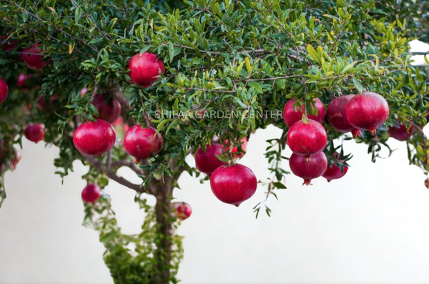 درخت انار، Punica Granatum