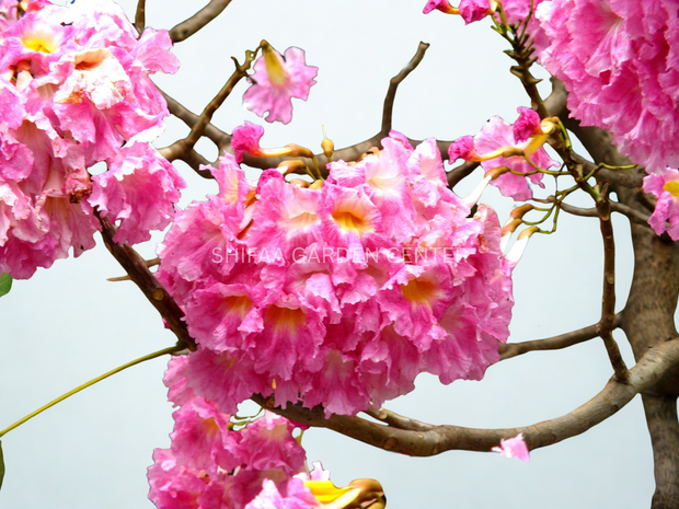شجرة البوق، Tabebuia pentaphylla، Tabebuia Rosea