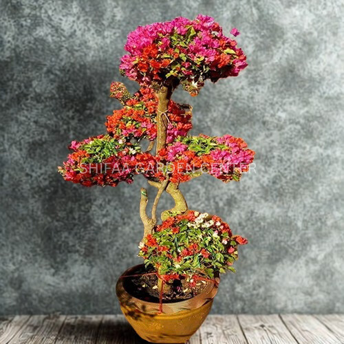 Bougainvillea Multi Head