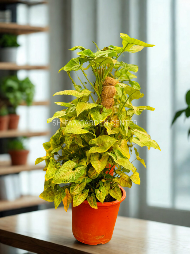 Syngonium Variegated